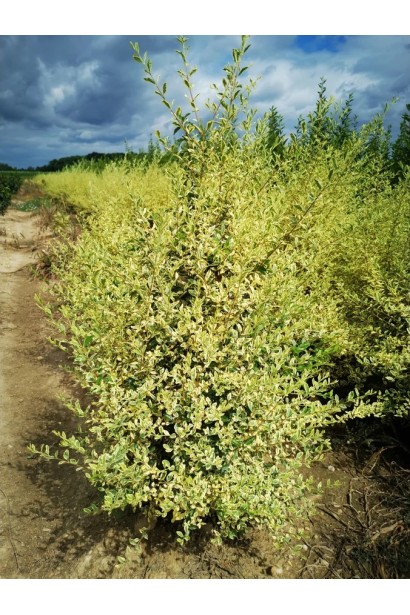 Бірючина Musli догляд